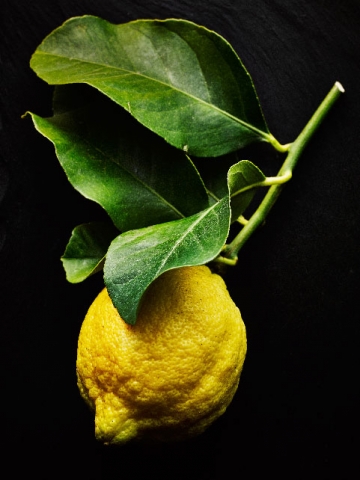 Lemon  on stem by London food photographer michael michaels